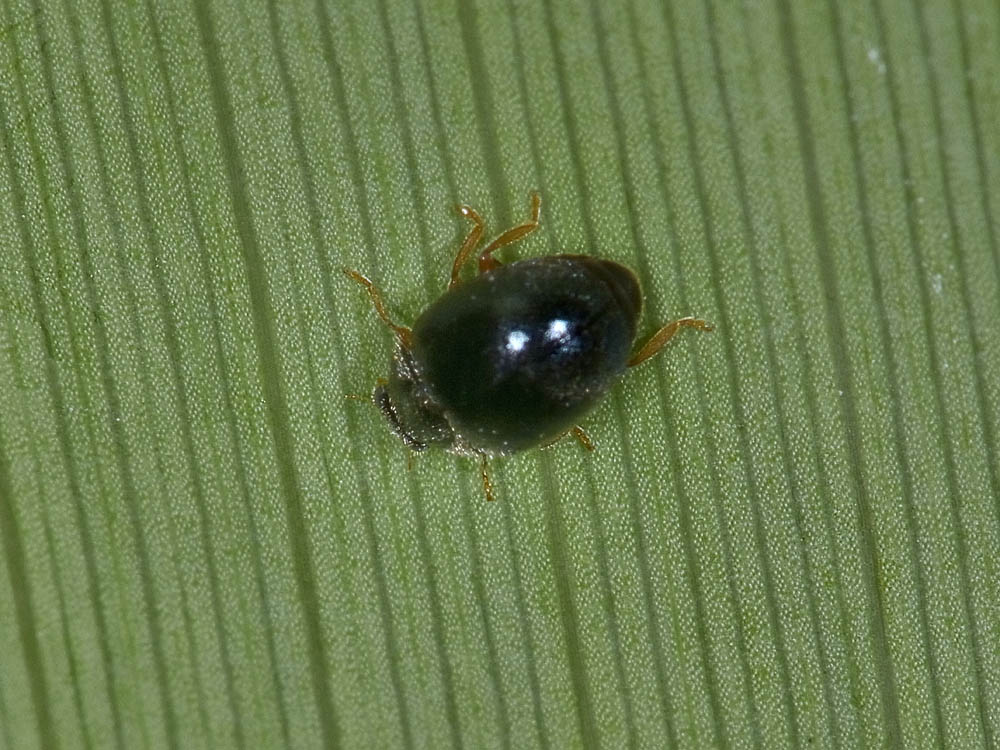 Coccinellidae: Scymnus cfr. femoralis? S.